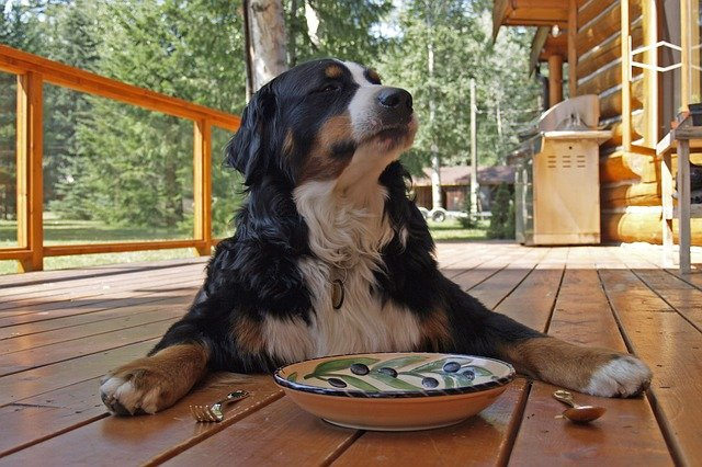 お皿の前で伏せをする大型犬