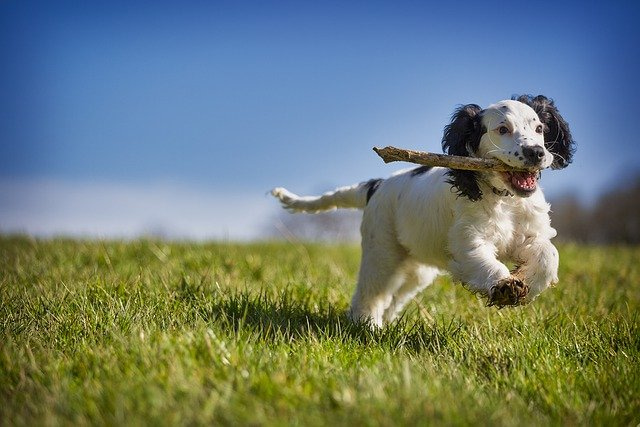 芝を走る白い犬