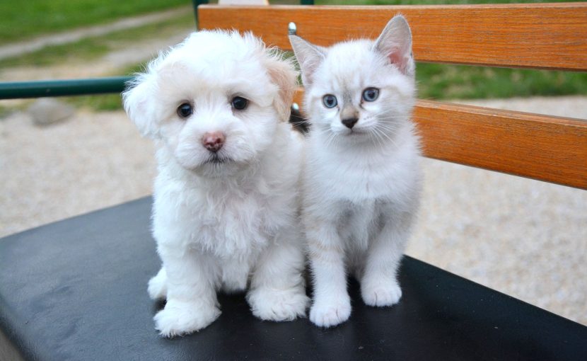 白い子犬　白い子猫