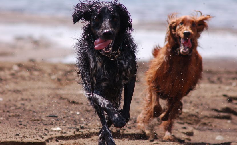 ビーチで走っている2匹の犬